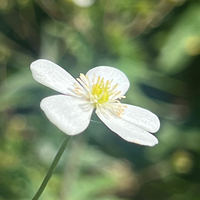 Ranunculus aconitifolius